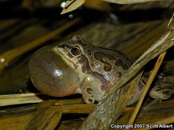 Illinois Chorus Frog (Pseudacris illinoensis)