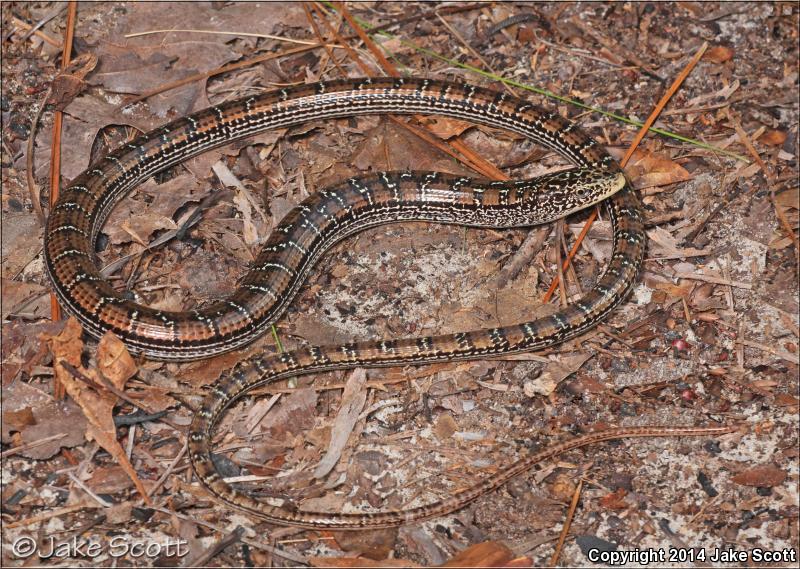 Eastern Slender Glass Lizard (Ophisaurus attenuatus longicaudus)