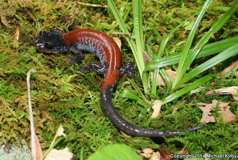Yonahlossee Salamander (Plethodon yonahlossee)