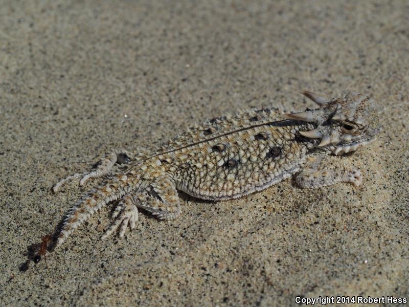 Flat-tailed Horned Lizard (Phrynosoma mcallii)