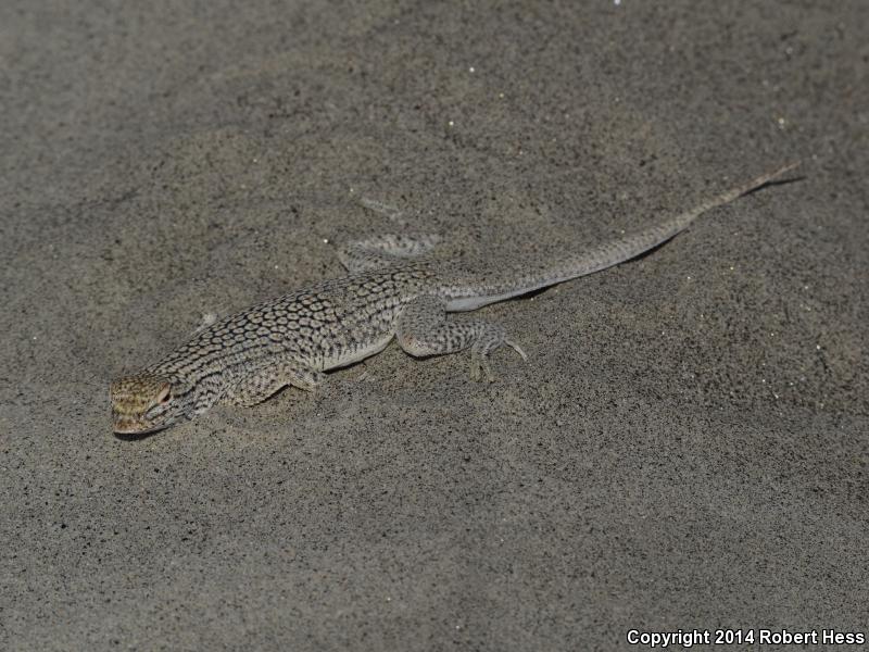 Coachella Valley Fringe-toed Lizard (Uma inornata)