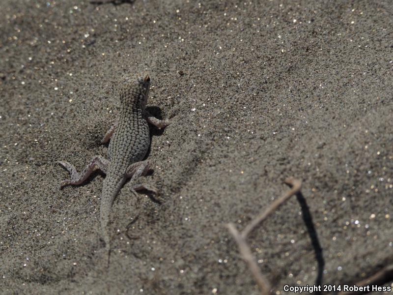 Coachella Valley Fringe-toed Lizard (Uma inornata)