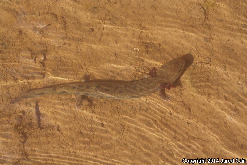 Common Mudpuppy (Necturus maculosus maculosus)