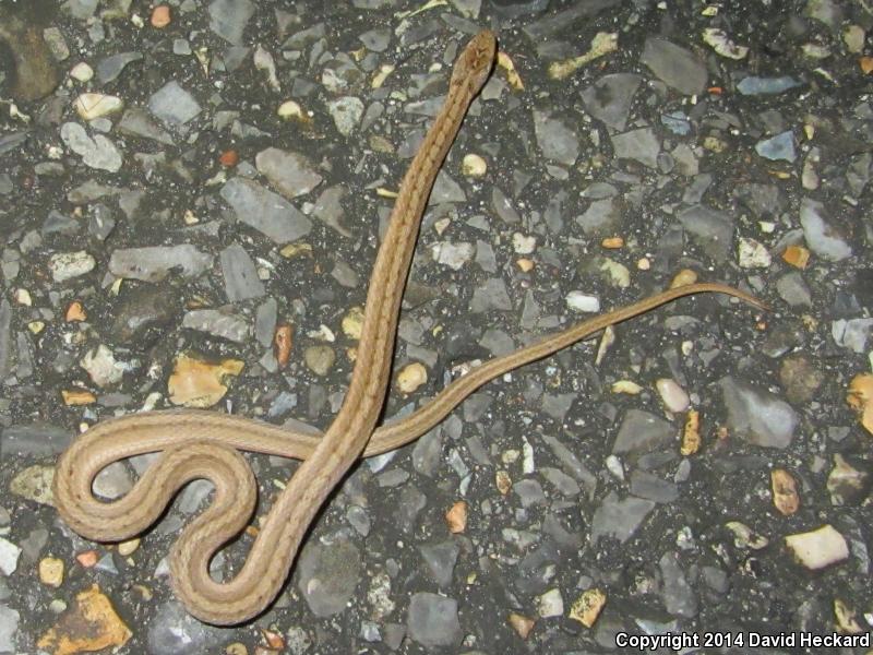 Marsh Brownsnake (Storeria dekayi limnetes)