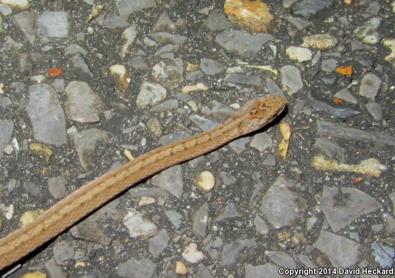 Marsh Brownsnake (Storeria dekayi limnetes)