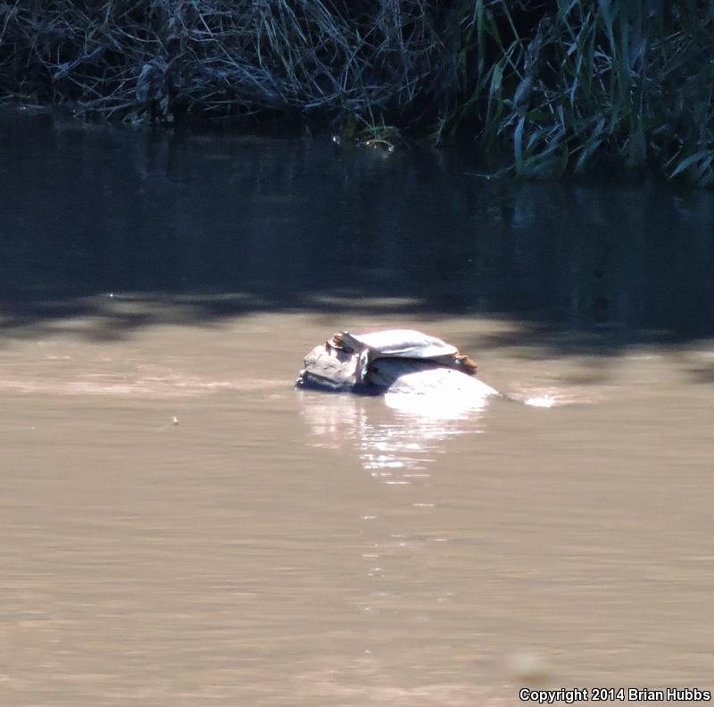 Midland Smooth Softshell (Apalone mutica mutica)