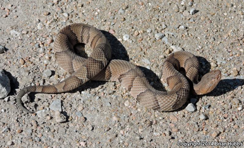 Osage Copperhead (Agkistrodon contortrix phaeogaster)