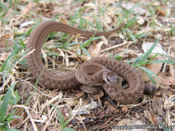 Texas Brownsnake (Storeria dekayi texana)