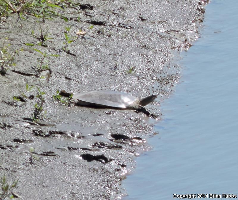 Midland Smooth Softshell (Apalone mutica mutica)