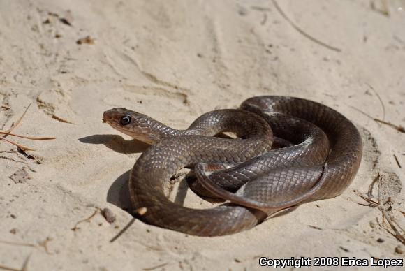 Tan Racer (Coluber constrictor etheridgei)