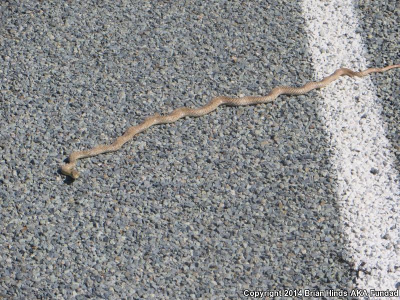 Lined Coachwhip (Coluber flagellum lineatulus)