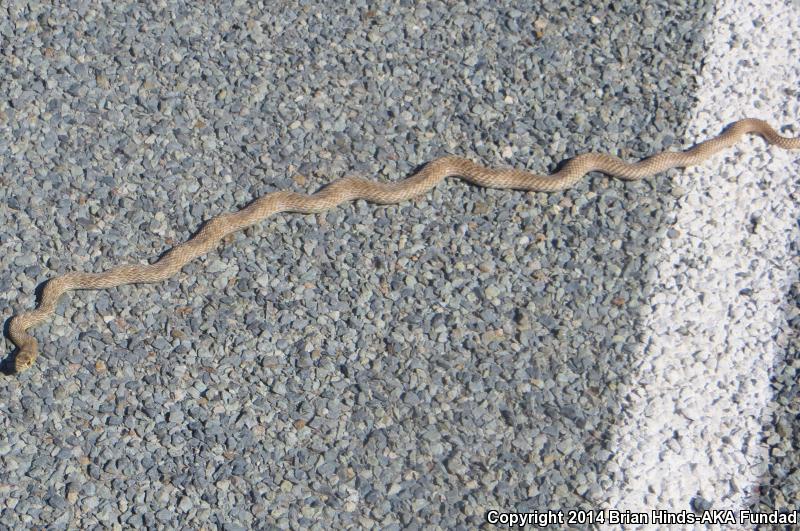 Lined Coachwhip (Coluber flagellum lineatulus)