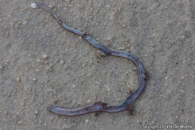 Peninsula Crowned Snake (Tantilla relicta relicta)