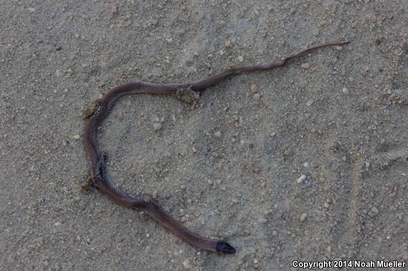 Peninsula Crowned Snake (Tantilla relicta relicta)