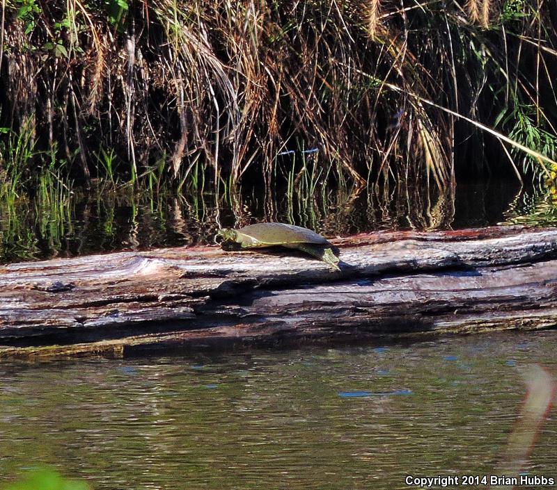 Midland Smooth Softshell (Apalone mutica mutica)