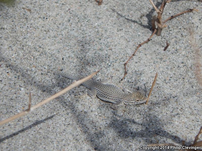 Coachella Valley Fringe-toed Lizard (Uma inornata)