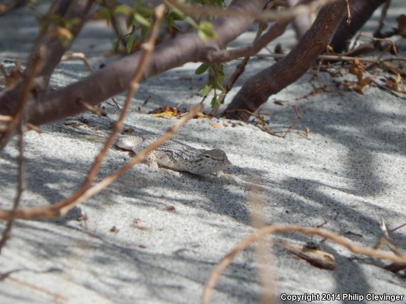 Coachella Valley Fringe-toed Lizard (Uma inornata)