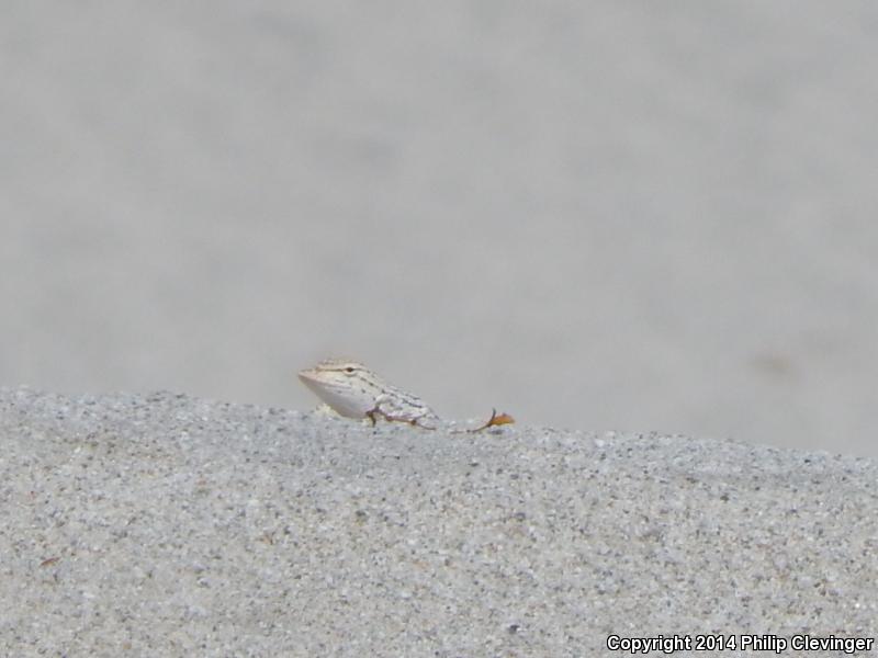 Coachella Valley Fringe-toed Lizard (Uma inornata)