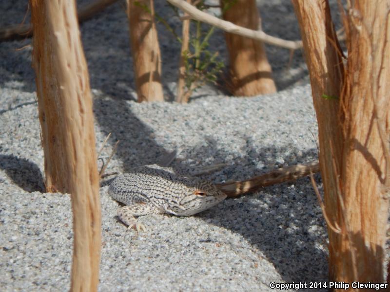 Coachella Valley Fringe-toed Lizard (Uma inornata)