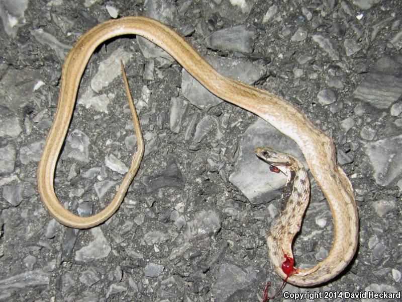 Marsh Brownsnake (Storeria dekayi limnetes)