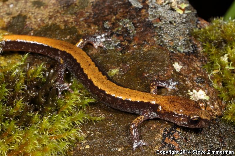 Larch Mountain Salamander (Plethodon larselli)