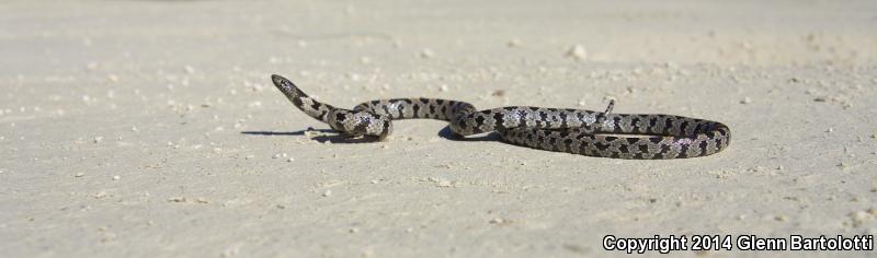 Short-tailed Snake (Lampropeltis extenuata)