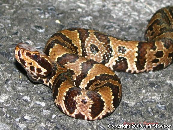 Florida Cottonmouth (Agkistrodon piscivorus conanti)