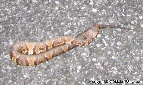 Florida Cottonmouth (Agkistrodon piscivorus conanti)