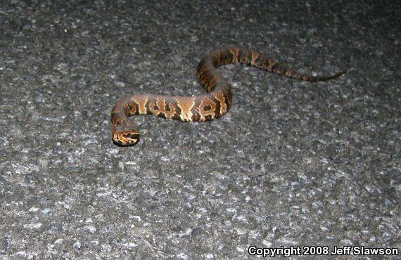 Florida Cottonmouth (Agkistrodon piscivorus conanti)