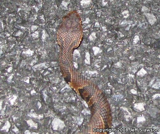 Florida Cottonmouth (Agkistrodon piscivorus conanti)