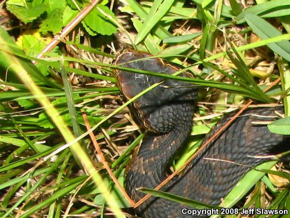 Florida Cottonmouth (Agkistrodon piscivorus conanti)