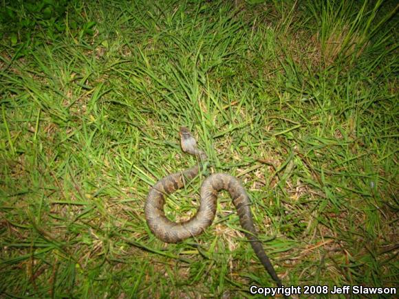 Florida Cottonmouth (Agkistrodon piscivorus conanti)