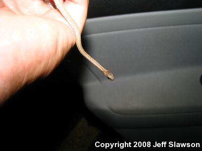 Florida Brownsnake (Storeria victa)