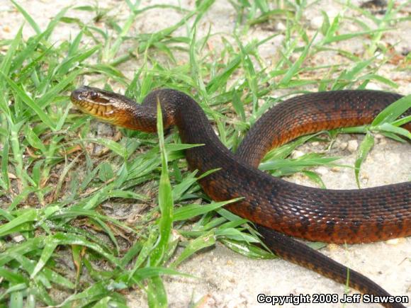 Florida Green Watersnake (Nerodia floridana)