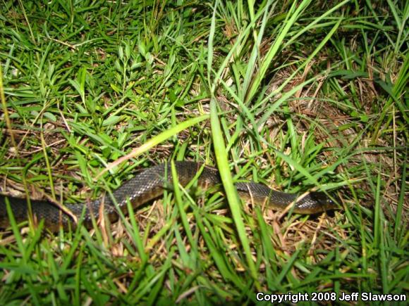 Florida Green Watersnake (Nerodia floridana)