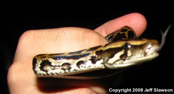 Burmese Python (Python molurus bivittatus)