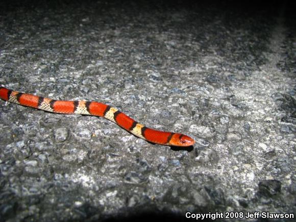 Florida Scarletsnake (Cemophora coccinea coccinea)