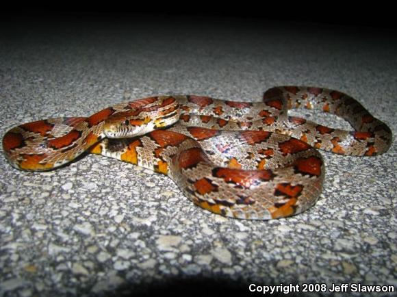 Corn Snake (Pantherophis guttatus guttatus)