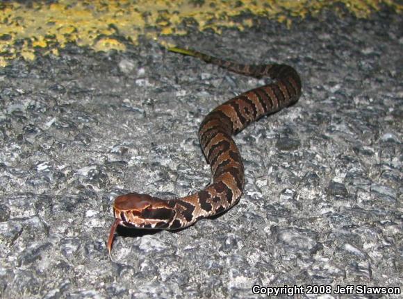 Florida Cottonmouth (Agkistrodon piscivorus conanti)