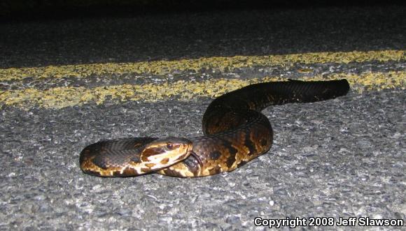 Florida Cottonmouth (Agkistrodon piscivorus conanti)