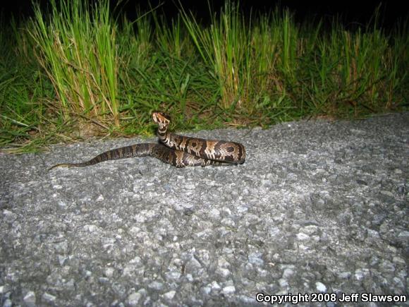 Florida Cottonmouth (Agkistrodon piscivorus conanti)