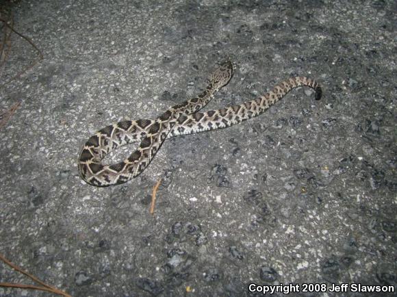 Eastern Diamond-backed Rattlesnake (Crotalus adamanteus)