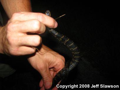 Florida Watersnake (Nerodia fasciata pictiventris)