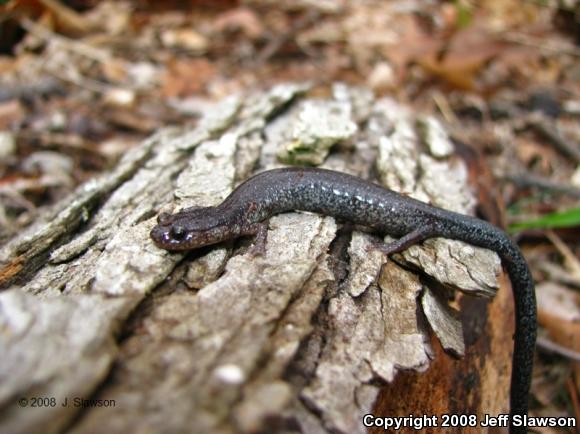Valley And Ridge Salamander (Plethodon hoffmani)