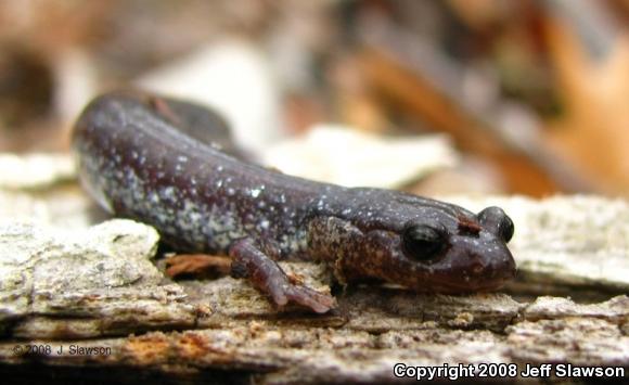 Valley And Ridge Salamander (Plethodon hoffmani)