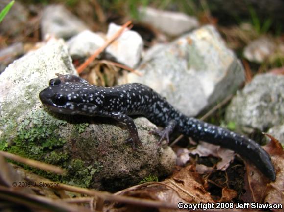 White-Spotted Slimy Salamander (Plethodon cylindraceus)