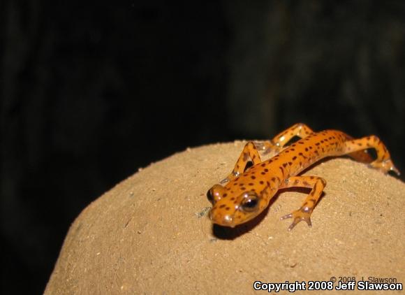 Cave Salamander (Eurycea lucifuga)