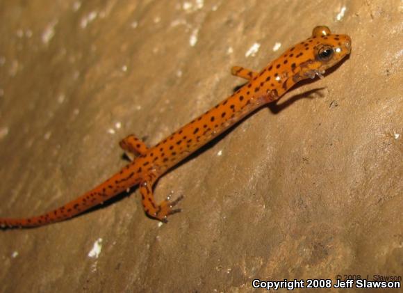 Cave Salamander (Eurycea lucifuga)