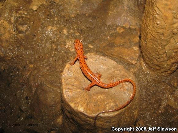 Cave Salamander (Eurycea lucifuga)