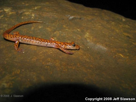 Cave Salamander (Eurycea lucifuga)